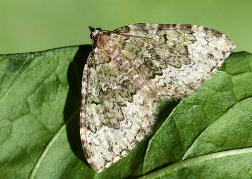 Réf. 38 046 : Colostygia olivata
