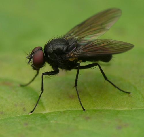 Hebecnema vespertina