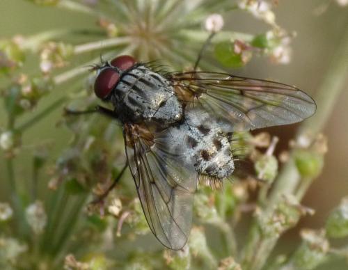 Helina evecta