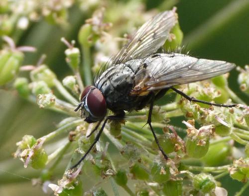 Réf. 38 003 : Helina evecta