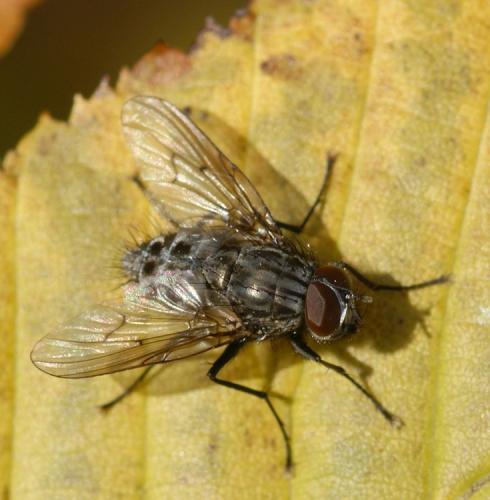 Réf. 38 932 : Helina evecta