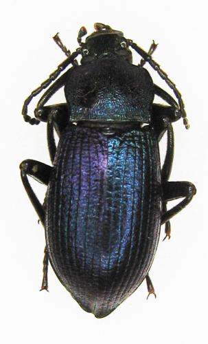 Réf. 38 551 : Helops caeruleus