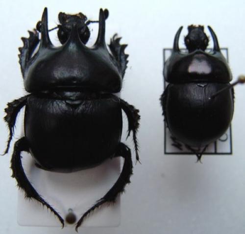 Typhaeus hiostius