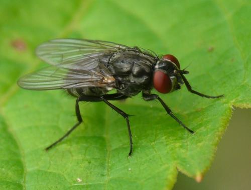 Hydrotaea dentipes