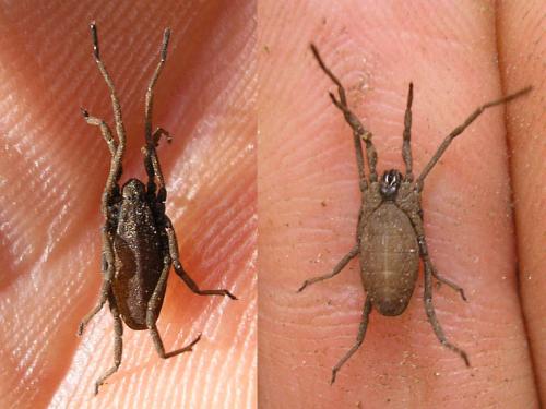 Trogulus nepaeformis