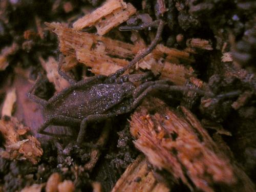 Trogulus nepaeformis