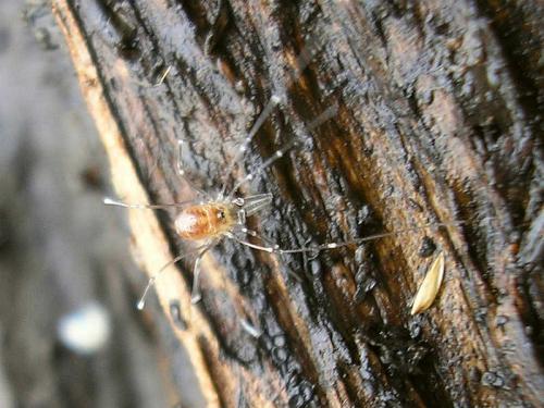 Réf. 38 489 : Mitostoma chrysomelas