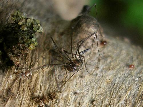 Réf. 38 490 : Mitostoma chrysomelas