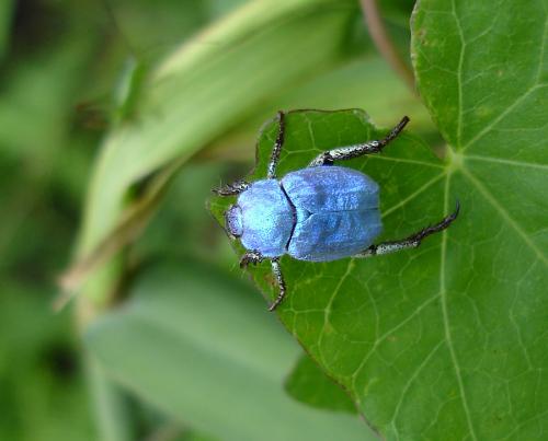 Réf. 38 690 : Hoplia coerulea