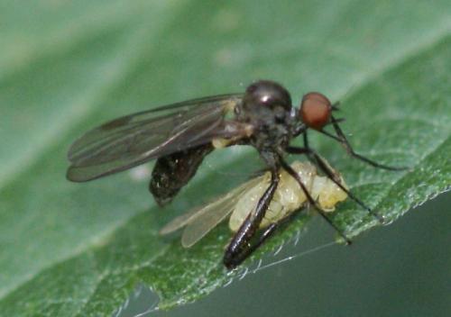 Hybos grossipes