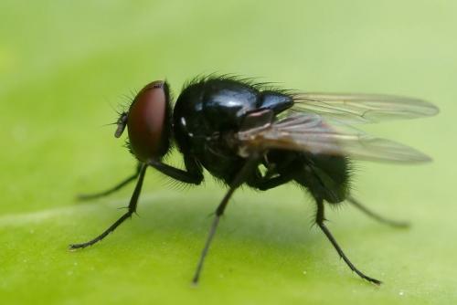 Réf. 38 660 : Hydrotaea ignava