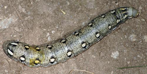 Hyles vespertilio