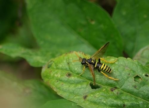 Tenthredo scrophulariae
