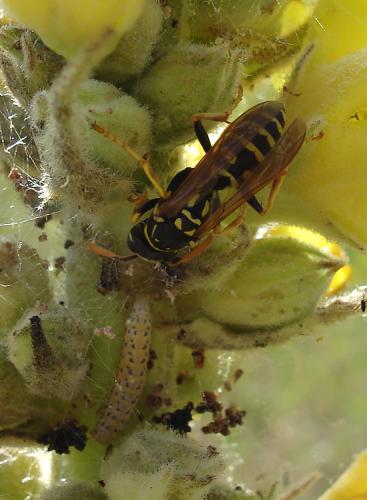 Polistes dominula