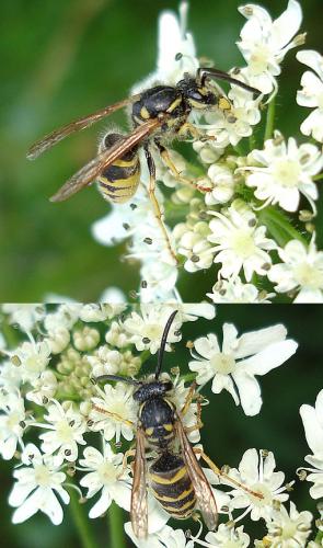 Vespula vulgaris