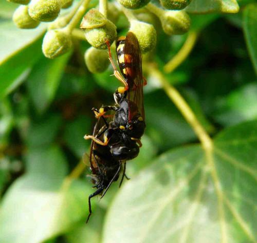 Mellinus arvensis