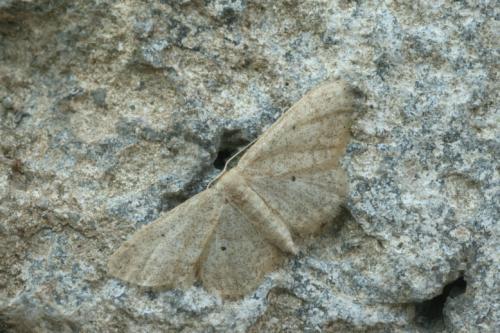 Réf. 38 110 : Idaea mancipiata