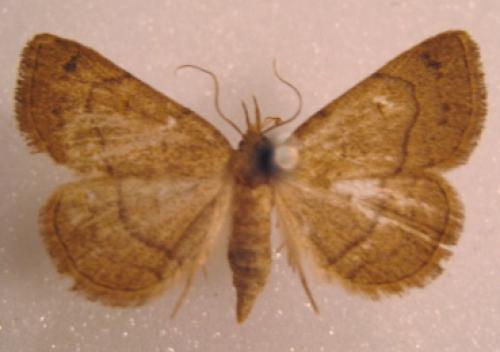 Paracolax tristalis
