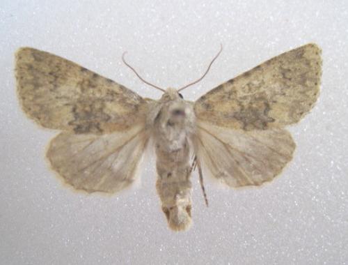 Polymixis dubia