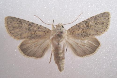 Aporophyla canescens