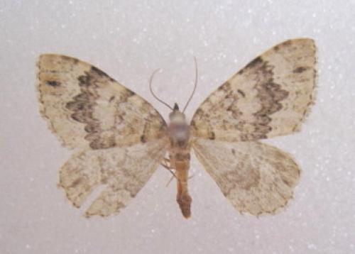 Réf. 38 666 : Colostygia olivata