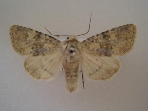 Réf. 38 931 : Polymixis dubia