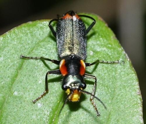Réf. 38 655 : Clanoptilus marginellus