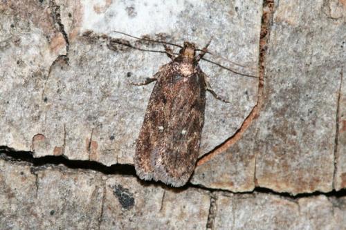 Réf. 38 152 : Depressaria albipunctella