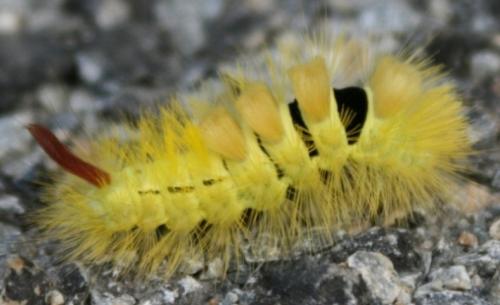 Calliteara pudibunda