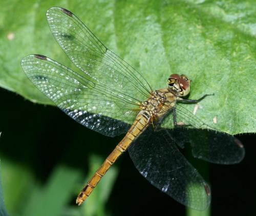 Sympetrum sanguineum