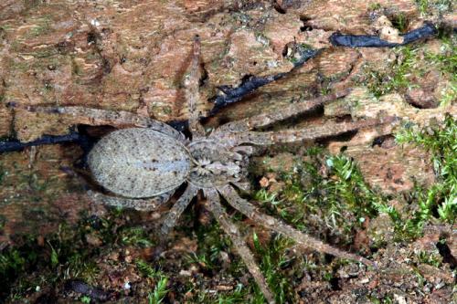 Zoropsis spinimana