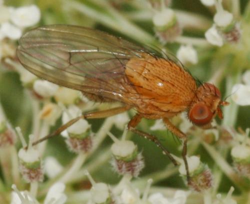 Minettia sp.