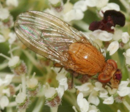 Minettia sp.