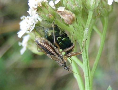 Nabis flavomarginatus