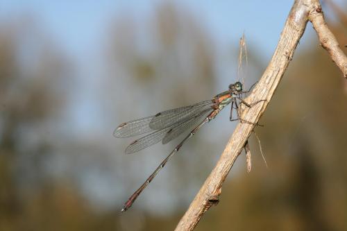 Chalcolestes viridis