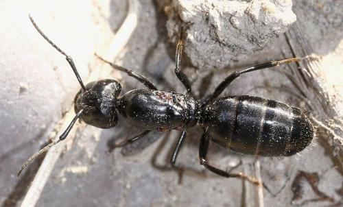 Réf. 38 155 : Camponotus vagus