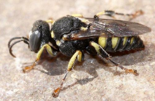 Oxybelus sp.