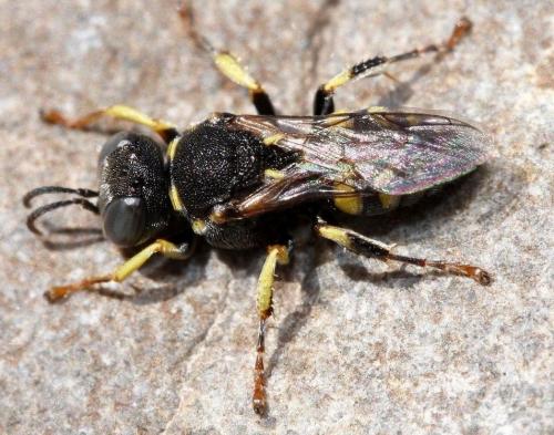 Oxybelus sp.