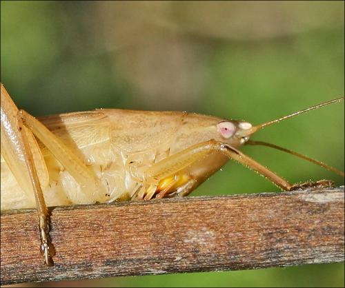 Réf. 38 920 : Ruspolia nitidula