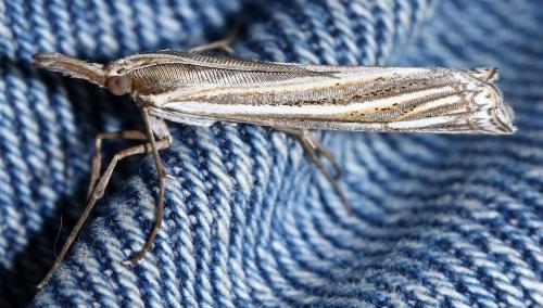 Ancylolomia palpella