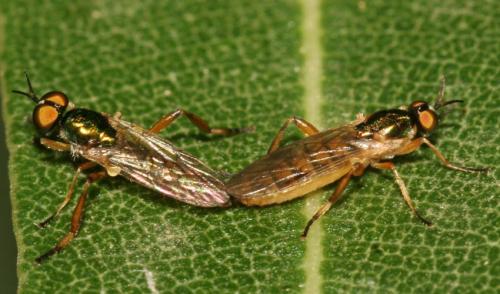 Réf. 38 129 : Chorisops caroli