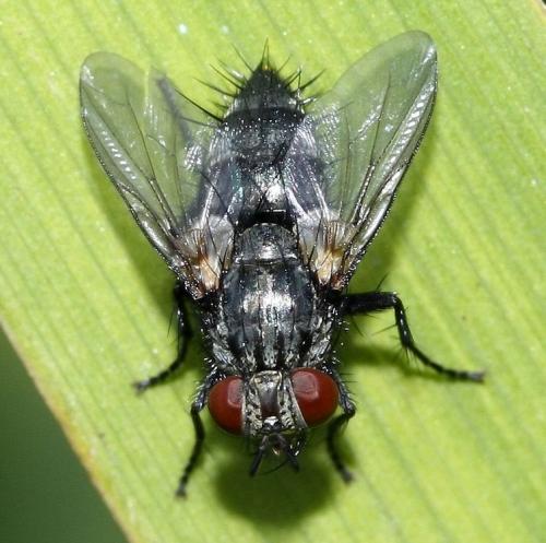 Réf. 38 044 : Voria ruralis