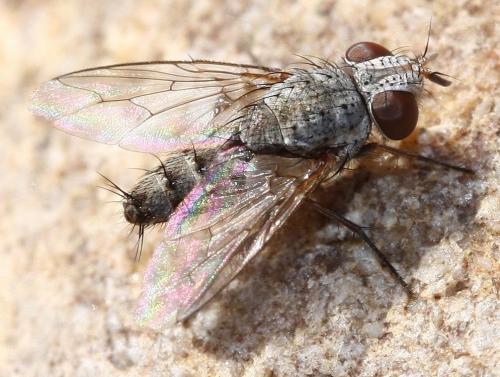 Taxigramma hilarella