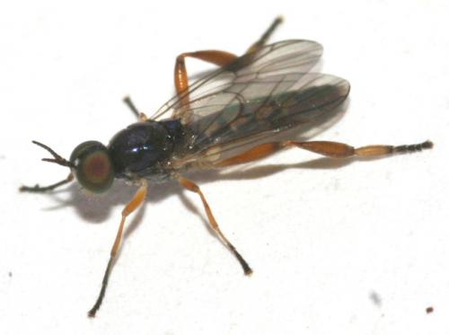 Réf. 38 296 : Chorisops masoni