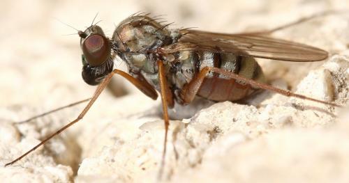 Réf. 38 381 : Medetera flavipes