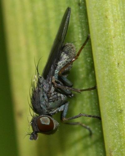 Réf. 38 403 : Notiphila sp.