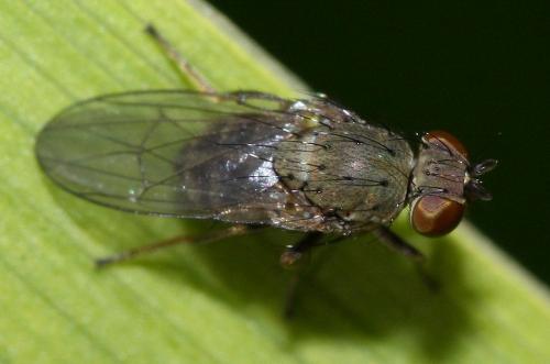 Notiphila sp.