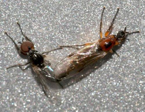 Dilophus sp.