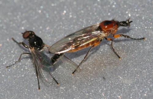 Dilophus sp.