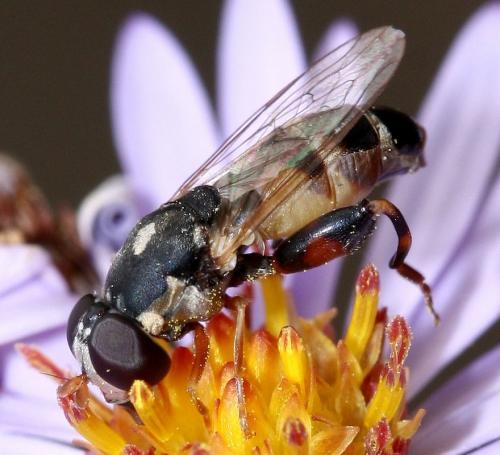 Réf. 38 433 : Syritta pipiens